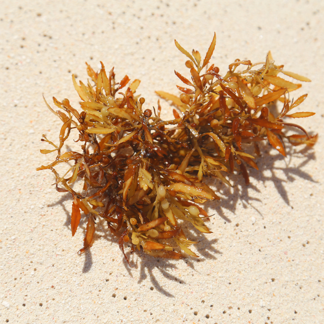 The Benefits of Alaria Esculenta (Seaweed) Extract in Skincare