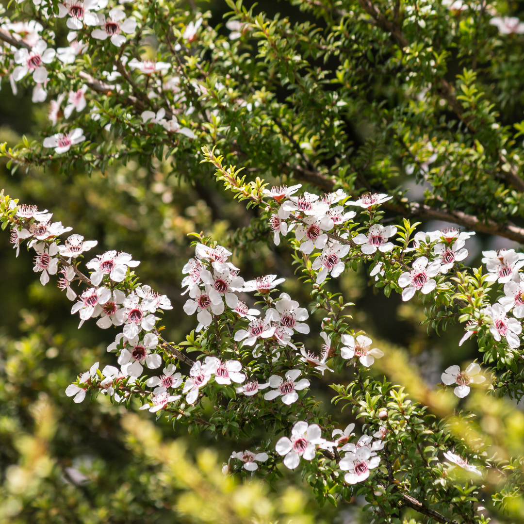 Did You Know That Mānuka Is the Same as Tea Tree?!